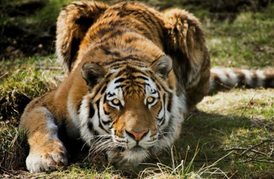 Картинка к материалу: «Охота на тигров»